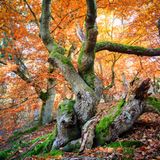 Nationalpark Kellerwald – Edersee