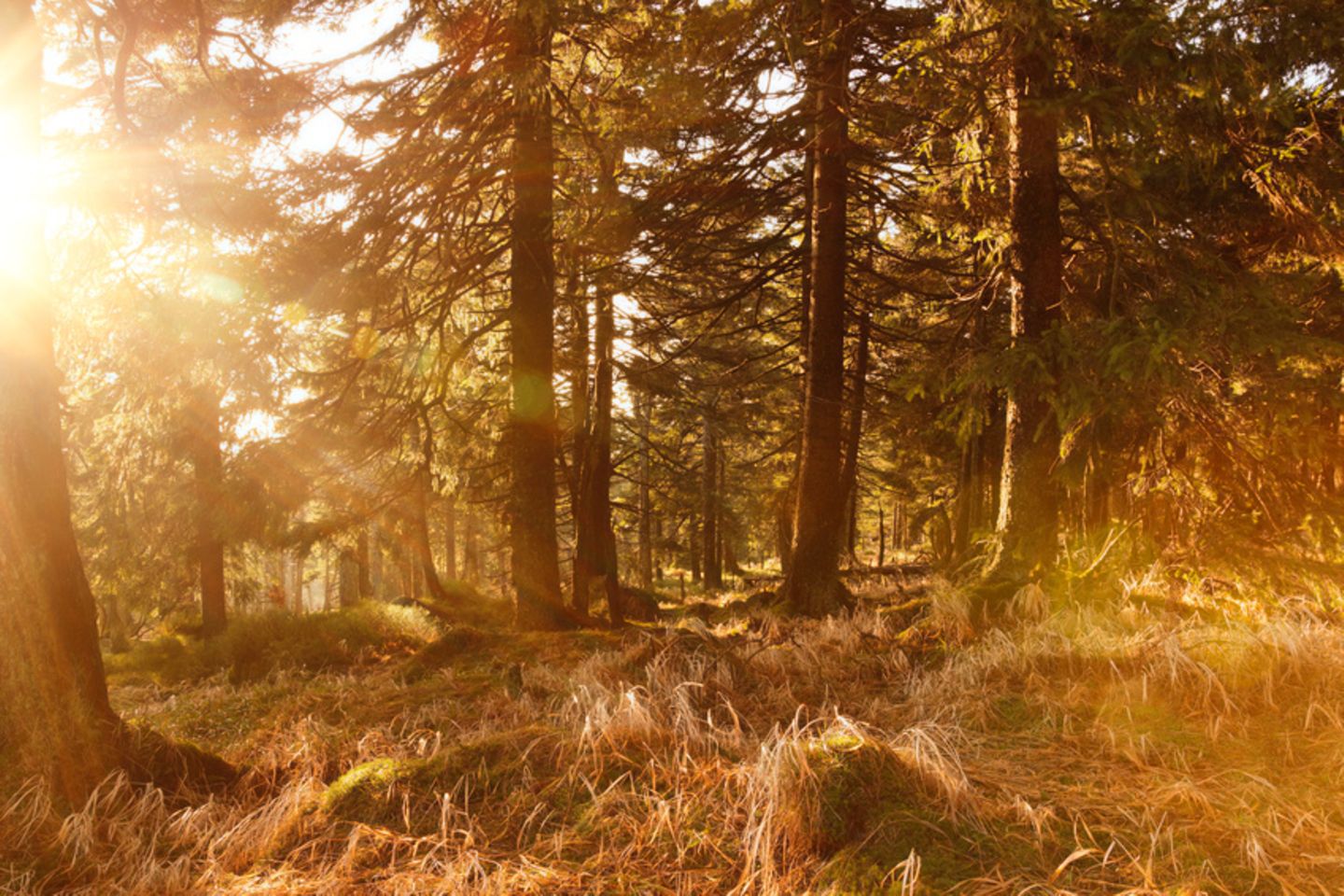 Nationalpark Harz