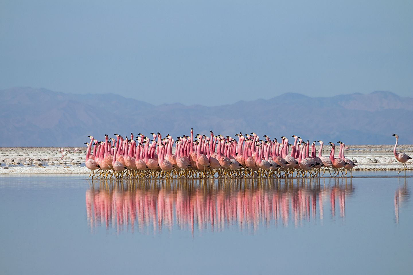 Flamingos