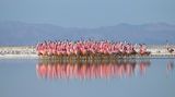 Flamingos