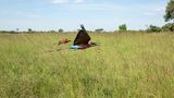 Grasslandschaft
