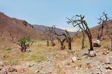 Lomas de Lachay