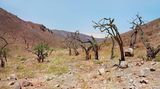 Lomas de Lachay