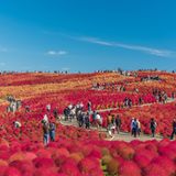 Japan, Hitachi Seaside Park
