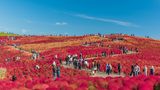 Japan, Hitachi Seaside Park
