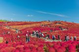 Japan, Hitachi Seaside Park