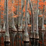 George Smith State Park, Georgia, USA