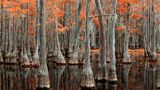 George Smith State Park, Georgia, USA