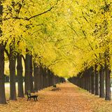 Lindenallee im Herbstlaub, Georgengarten, Hannover, Niedersachsen