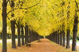 Lindenallee im Herbstlaub, Georgengarten, Hannover, Niedersachsen
