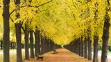 Lindenallee im Herbstlaub, Georgengarten, Hannover, Niedersachsen