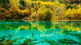 Fünf-Blumen-See, Jiuzhaigou Nationalpark, China