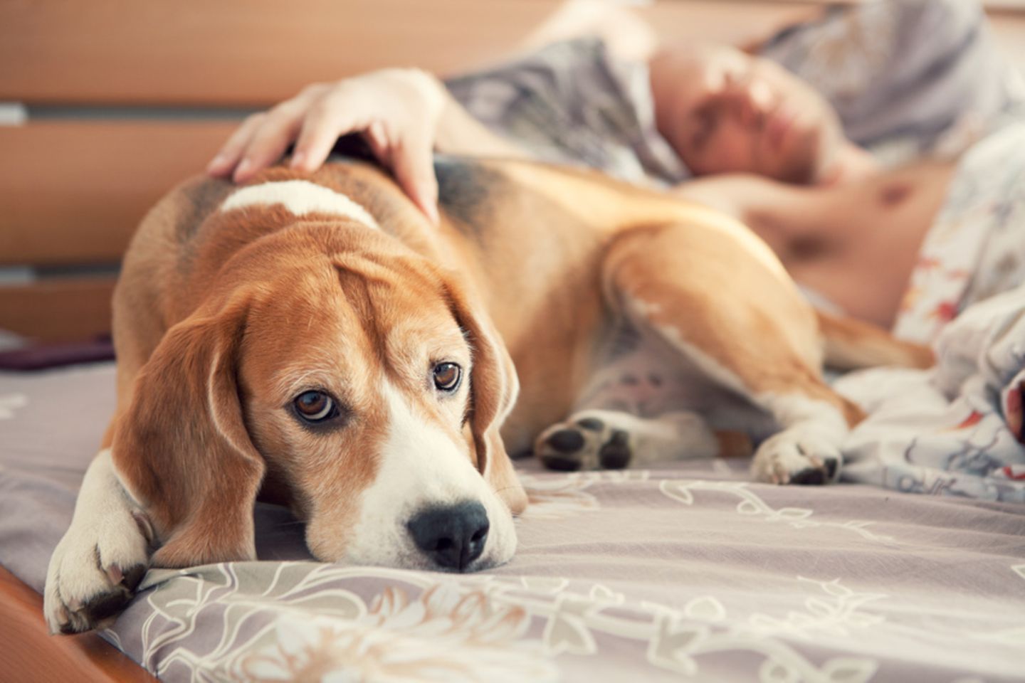 Beagle im Bett