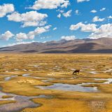 Peru, Nationalpark Salinas y Aguada Blanca