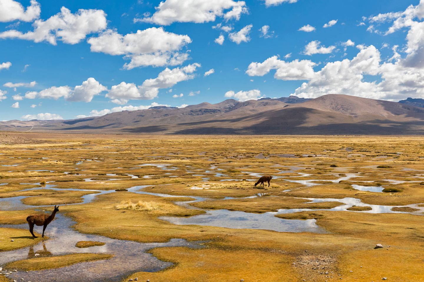 Peru, Nationalpark Salinas y Aguada Blanca