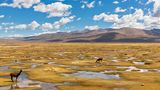 Peru, Nationalpark Salinas y Aguada Blanca