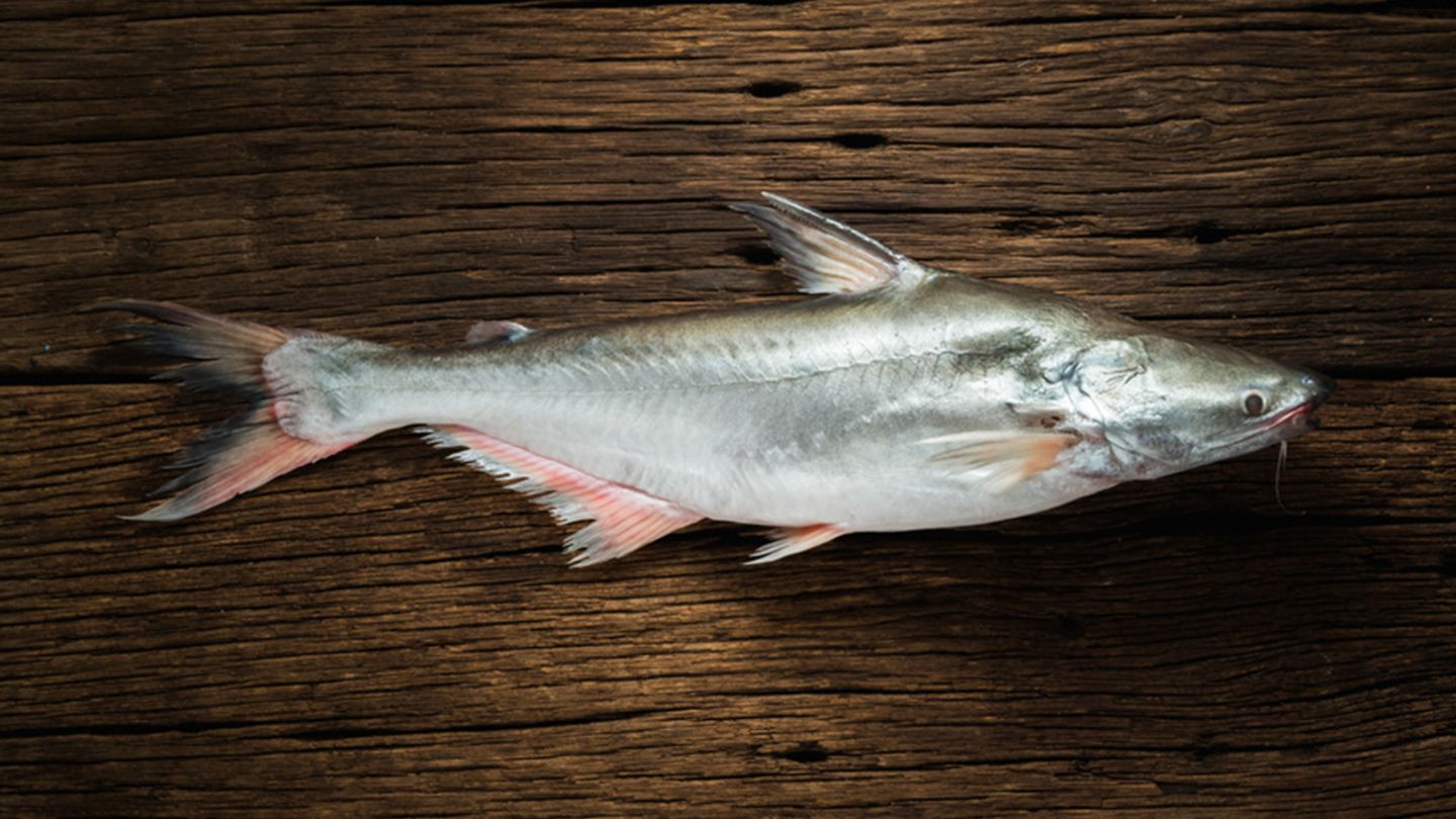 Fischkonsum Warum Sie auf Pangasius verzichten sollten [GEO]