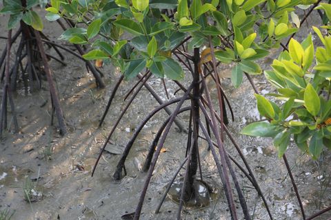 Indien: Wissenswertes über Mangroven