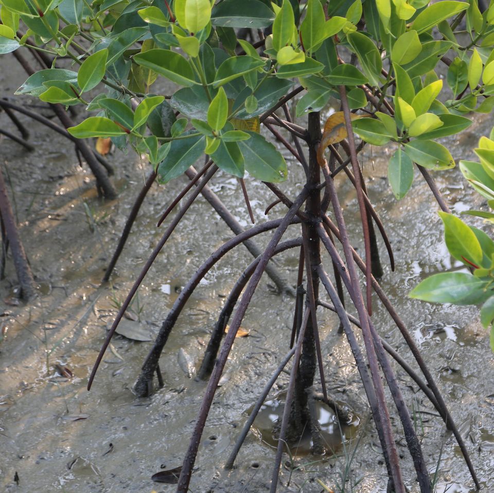 Indien: Wissenswertes über Mangroven
