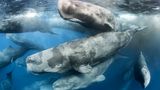 Tony Wu, Wildlife Photographer of the Year
