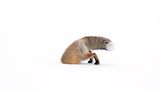 Ashleigh Scully, Wildlife Photographer of the Year