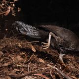 Gerry Pearce, Wildlife Photographer of the Year