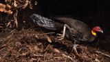 Gerry Pearce, Wildlife Photographer of the Year