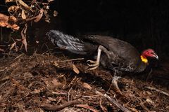 Gerry Pearce, Wildlife Photographer of the Year