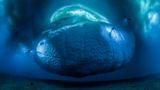 Laurent Ballesta, Wildlife Photographer of the Year