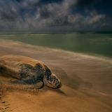 Brian Skerry, Wildlife Photographer of the Year