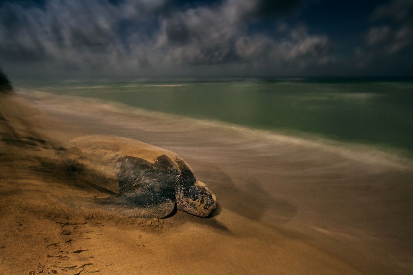 Brian Skerry, Wildlife Photographer of the Year