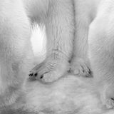 Eilo Elvinger, Wildlife Photographer of the Year