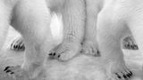 Eilo Elvinger, Wildlife Photographer of the Year