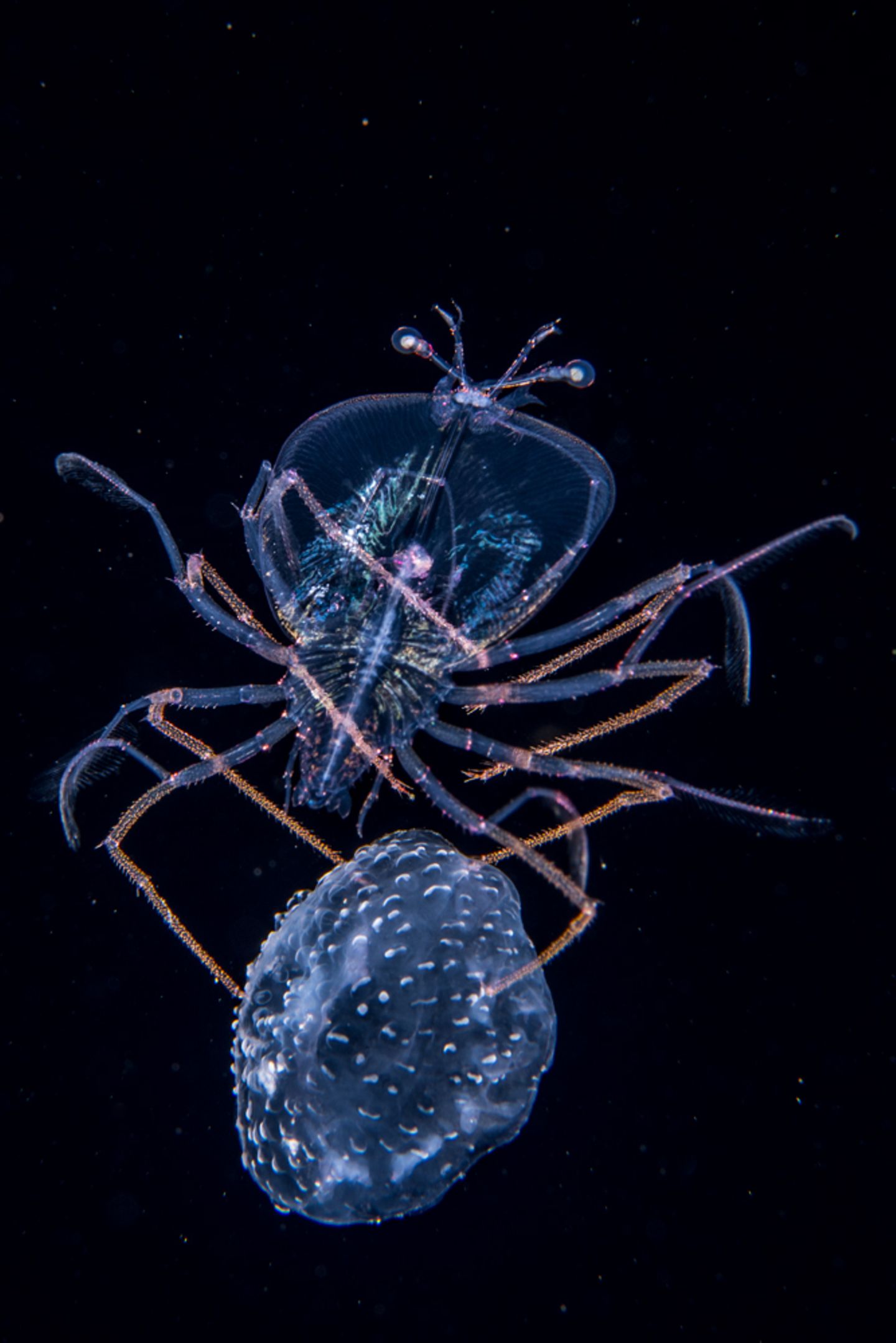 Anthony Berberian, Wildlife Photographer of the Year