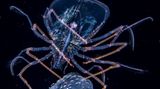 Anthony Berberian, Wildlife Photographer of the Year