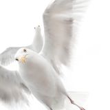 Ekaterina Bee, Wildlife Photographer of the Year