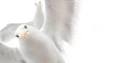 Ekaterina Bee, Wildlife Photographer of the Year