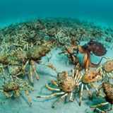 Justin Gilligan, Wildlife Photographer of the Year