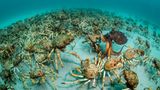 Justin Gilligan, Wildlife Photographer of the Year