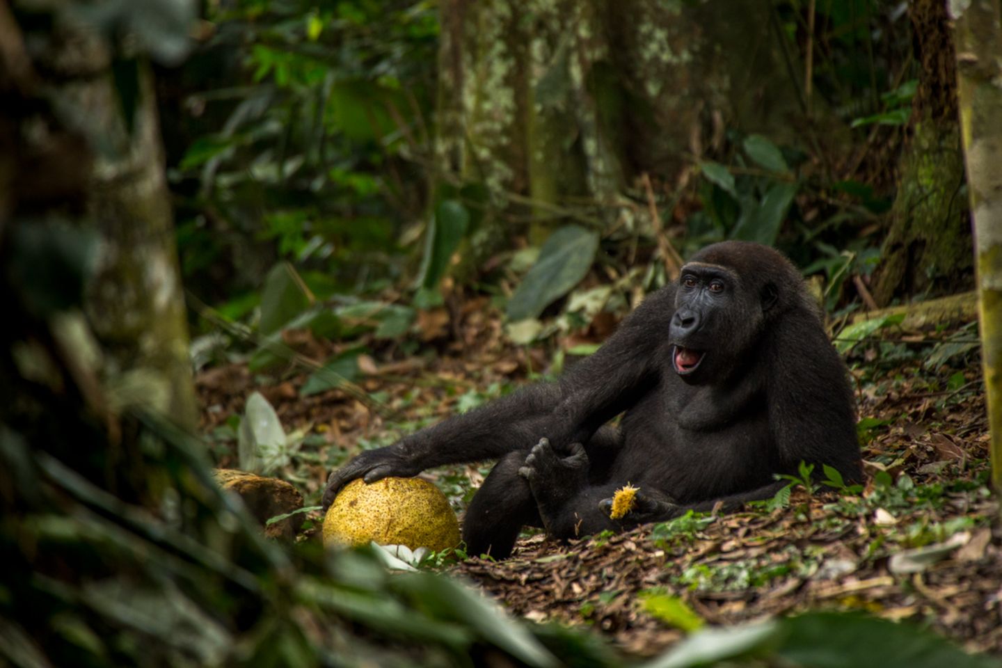 Daniel Nelson, Wildlife Photographer of the Year