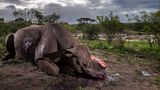 Brent Stirton, Wildlife Photographer of the Year