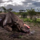 Brent Stirton, Wildlife Photographer of the Year