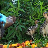 Christian Ziegler, Finalist Wildlife Photographer of the Year