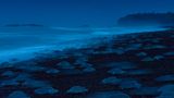 Ingo Arndt, Finalist Wildlife Photographer of the Year