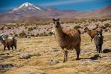Lamas in Bolivien