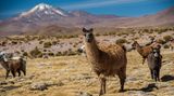 Lamas in Bolivien