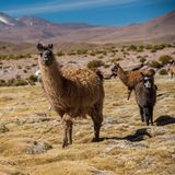 Lamas in Bolivien
