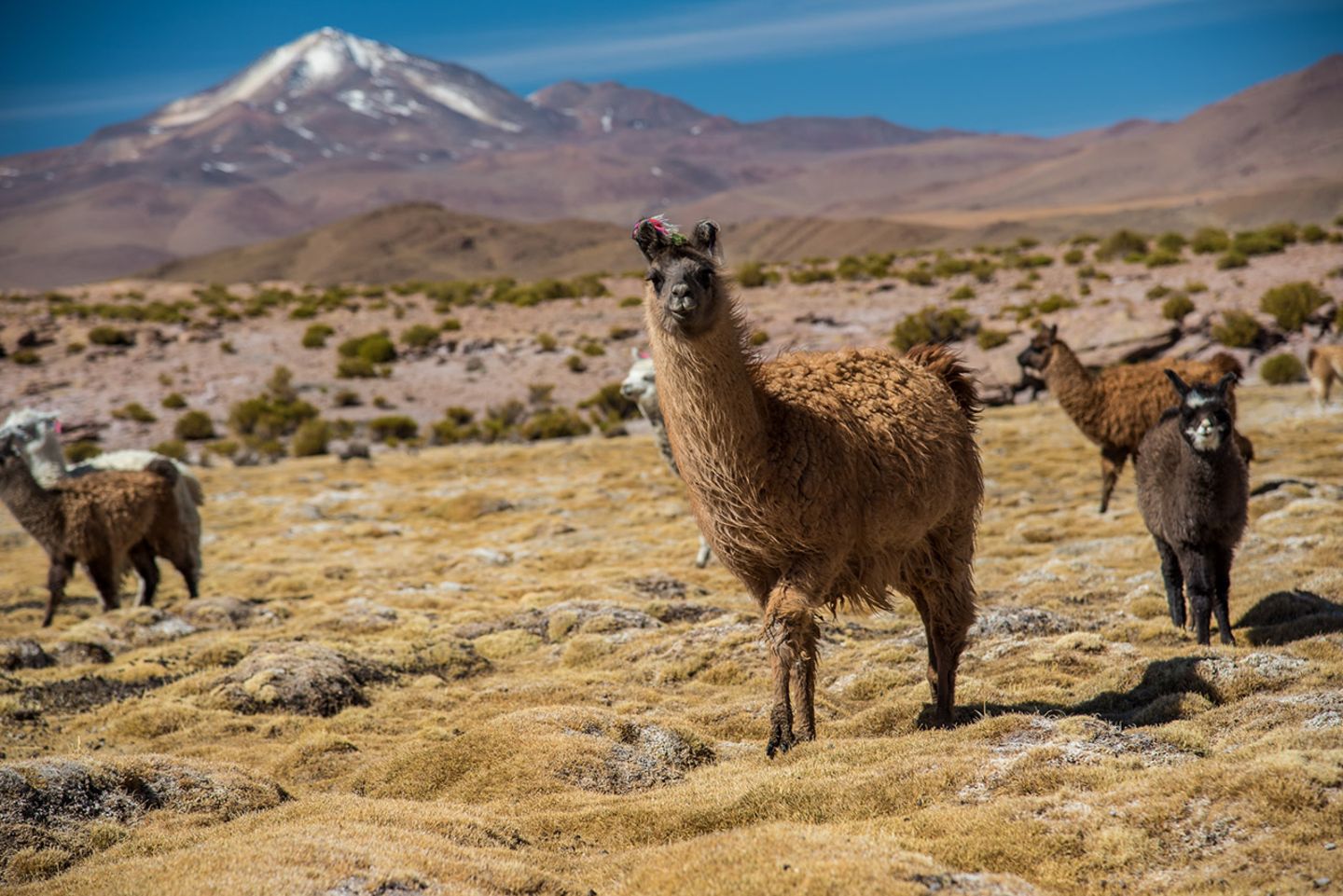 GEO Leserfoto: Die besten Leserfotos: Oktober 2017 - Bild 6 Lamas in Bolivien