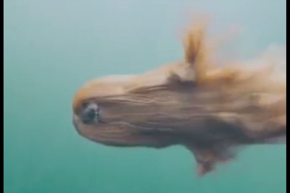 Windhund unter Wasser