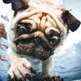 Mops unter Wasser